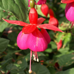 Fuchsia 'Champion'